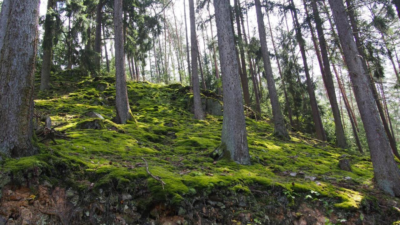 شقة Fewo Talula - Sauerland Mit Hund ميدهباخ المظهر الخارجي الصورة